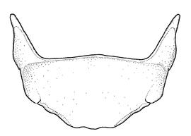  Fig 11,  Anthidium manicatum  male, diagram showing ventral view of sixth sternum (S6), diagram from Gonzalez and Griswold 2013 
